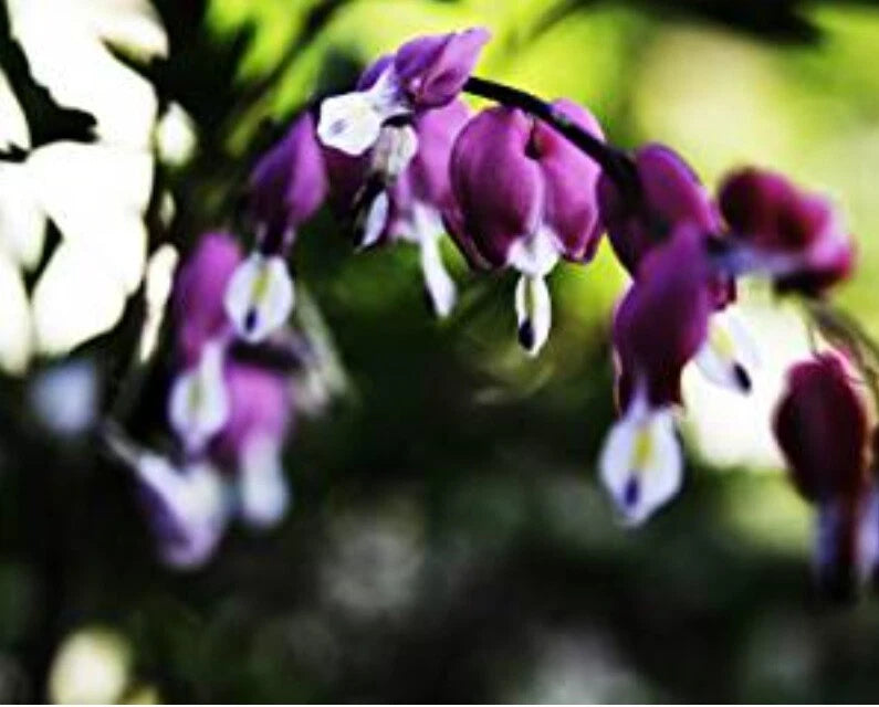 Bleeding Heart Seeds - 25 Dark Purple Flower Seeds - Shade Garden Plant - Dicentra spectabilis - US Seller