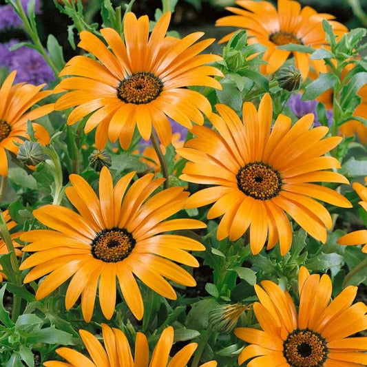 African Daisy Seeds, 50 Seeds, Orange, Dimorphotheca Sinuata, Annual Flower