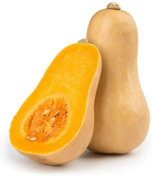 Butternut Squash Seeds - 25 Count - Winter Variety - Cucurbita moschata
