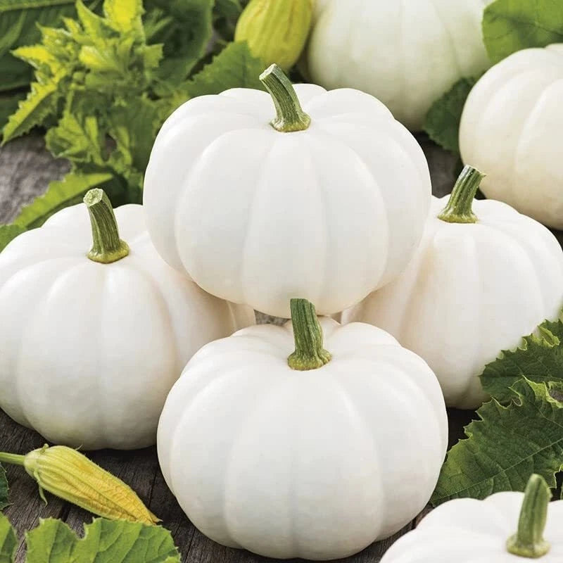 Baby Boo Pumpkin Seeds for Planting - 10 Seeds - Little White Gourds - Cucurbita pepo