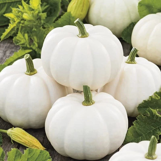 Baby Boo Pumpkin Seeds for Planting - 10 Seeds - Little White Gourds - Cucurbita pepo