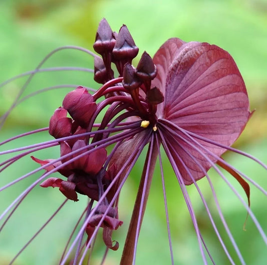 Black Bat Flower Plant 4-6" Tall Tacca chantrieri Live Exotic Black Tacca No Pot