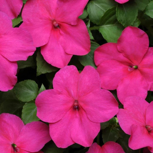 Impatiens Seeds 100 Pack - Super Elfin XP Rose - Busy Lizzy Impatiens Walleriana