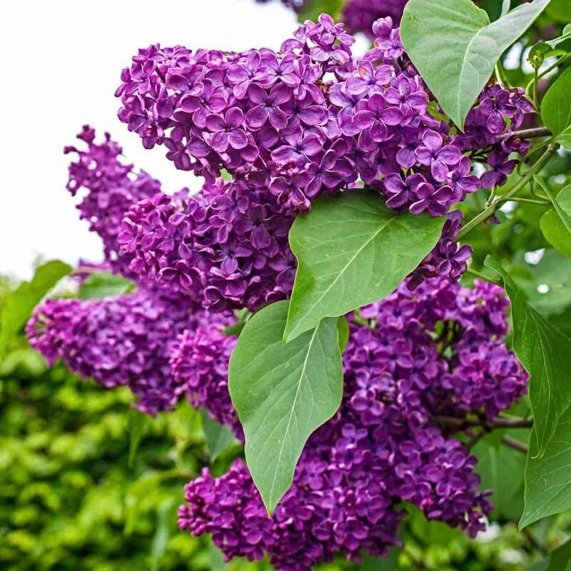 25 Charles Joy Lilac Seeds | Fragrant Flowering Perennial | Syringa vulgaris | USA Grown