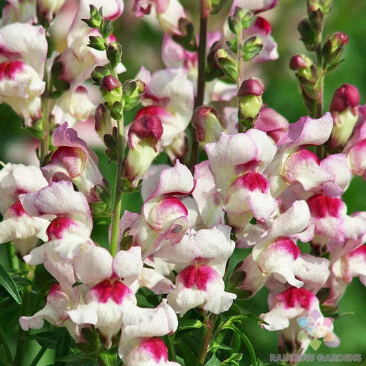 1000+ Snapdragon Seeds - Lucky Lips Variety - Garden Planting - Antirrhinum majus - USA