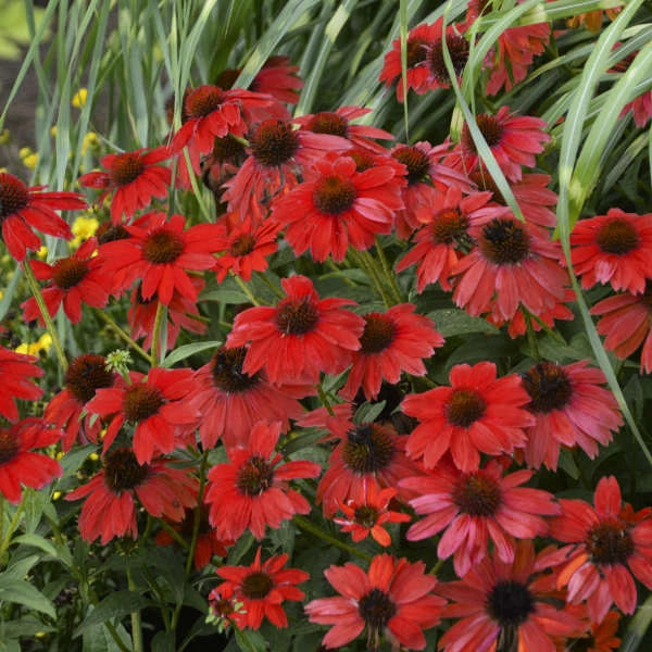 50 Bright Red Coneflower Seeds - Echinacea Purpurea - Perennial Flower Seeds - Quality from US Seller