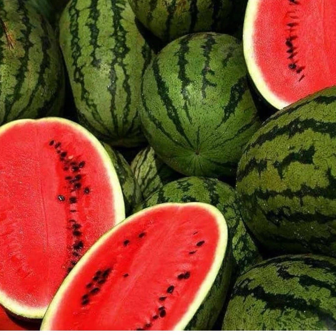 Jubilee Improved Watermelon Seeds - 25+ Heirloom Non-GMO Seeds - Citrullus lanatus