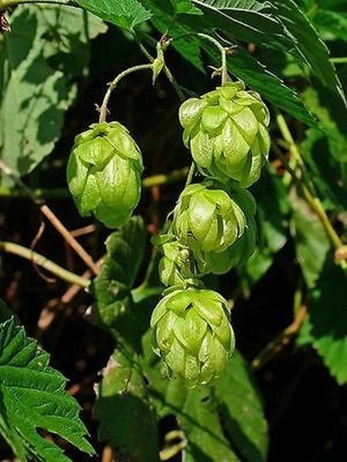 Common Hops Seeds - 25 Pack - European Humulus Lupulus - Ideal for Beer Brewing