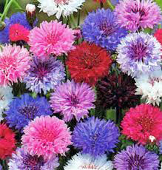 Bachelor Button Seeds, Dwarf Polka Dot Mix, 50 Seeds, Beautiful Bright Colors, Centaurea cyanus