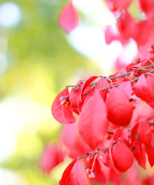 Burning Bush Live Plant - Fire Bush Euonymus alatus - Deer Resistant - 3+ Inches