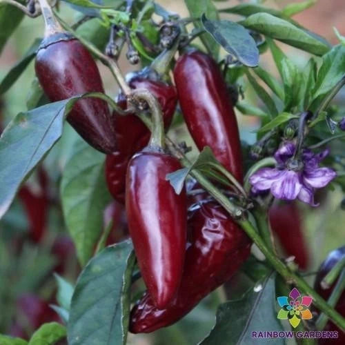 Purple Jalapeno Hot Pepper Seeds - 25+ Pack for Garden Planting - Capsicum annuum - USA