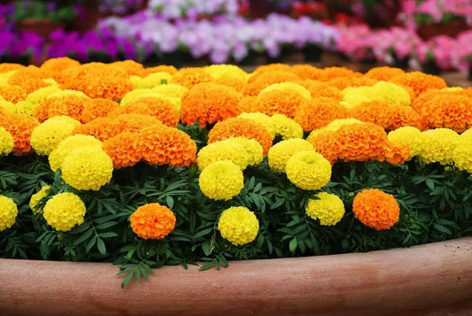Marigold Seeds 1,000 Count Cracker Jack Multi-Color Flowers Tagetes erecta