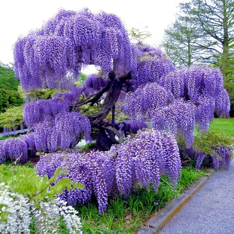Chinese Blue Wisteria Seeds - 5 Pack - Fast Climber Flower Vine - Wisteria sinensis - Hardy Garden Plant