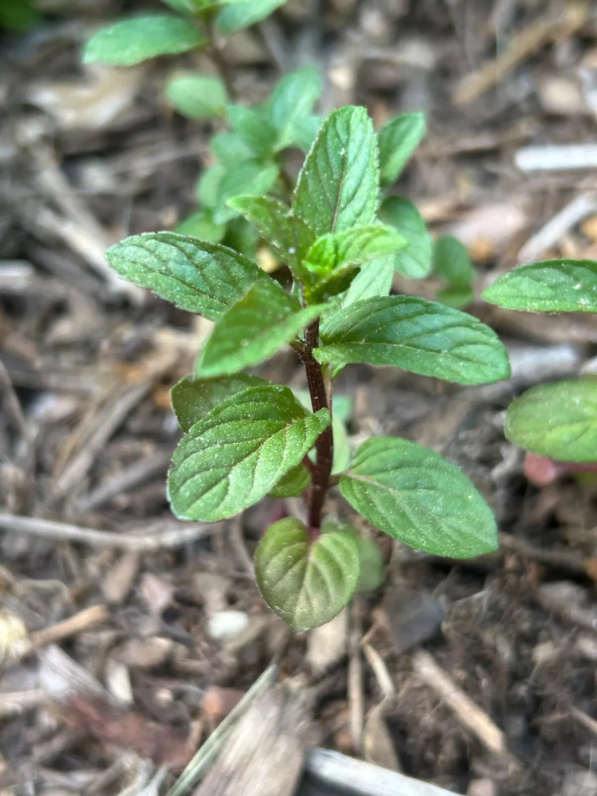Chocolate Mint Plants - 5+ Inch Live - Robert Mitchum Black Peppermint - Mentha × piperita