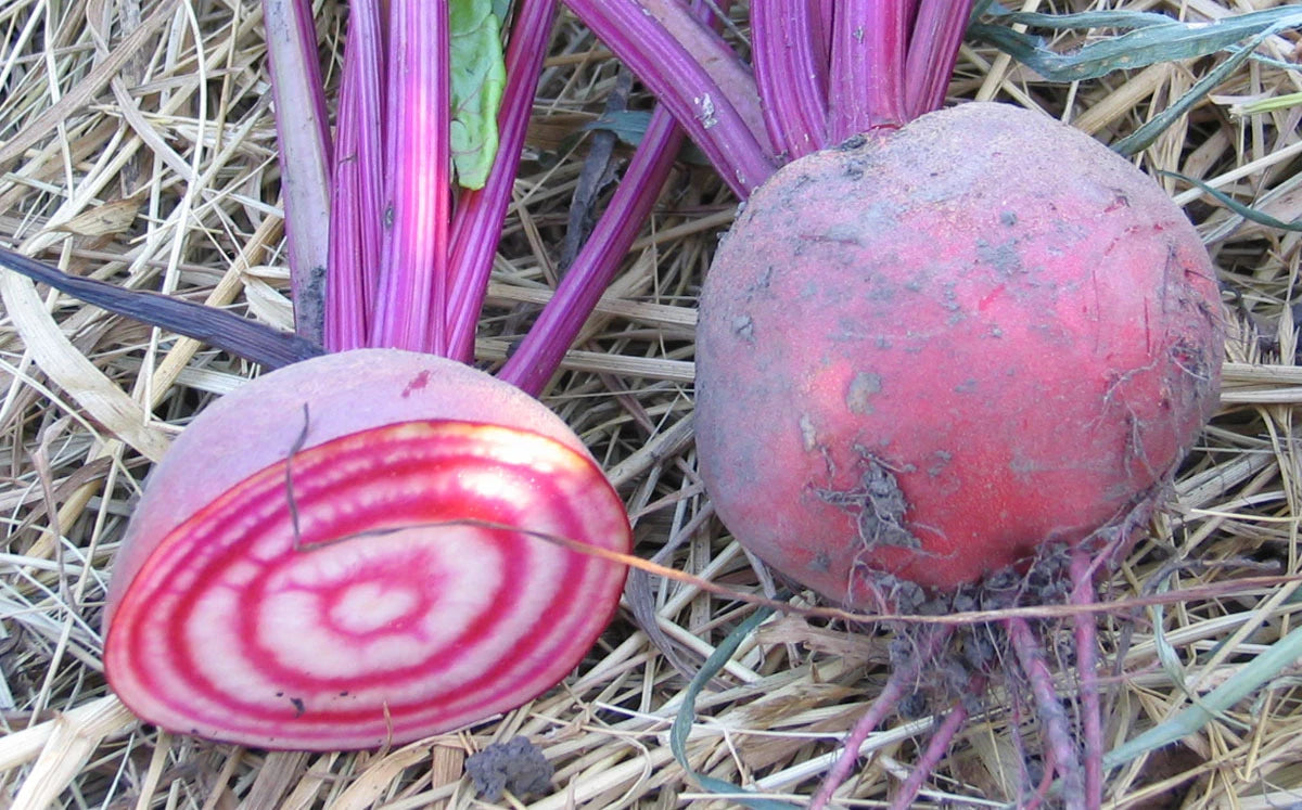 Candy Cane Beet Seeds - Heirloom Variety, 50 Seeds, Sweeter than Purple Beets (Beta vulgaris)