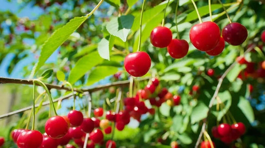 Early Richmond Cherry Seeds - 10+ Pack for Garden Planting - Prunus cerasus - USA Grown, Fast Shipping