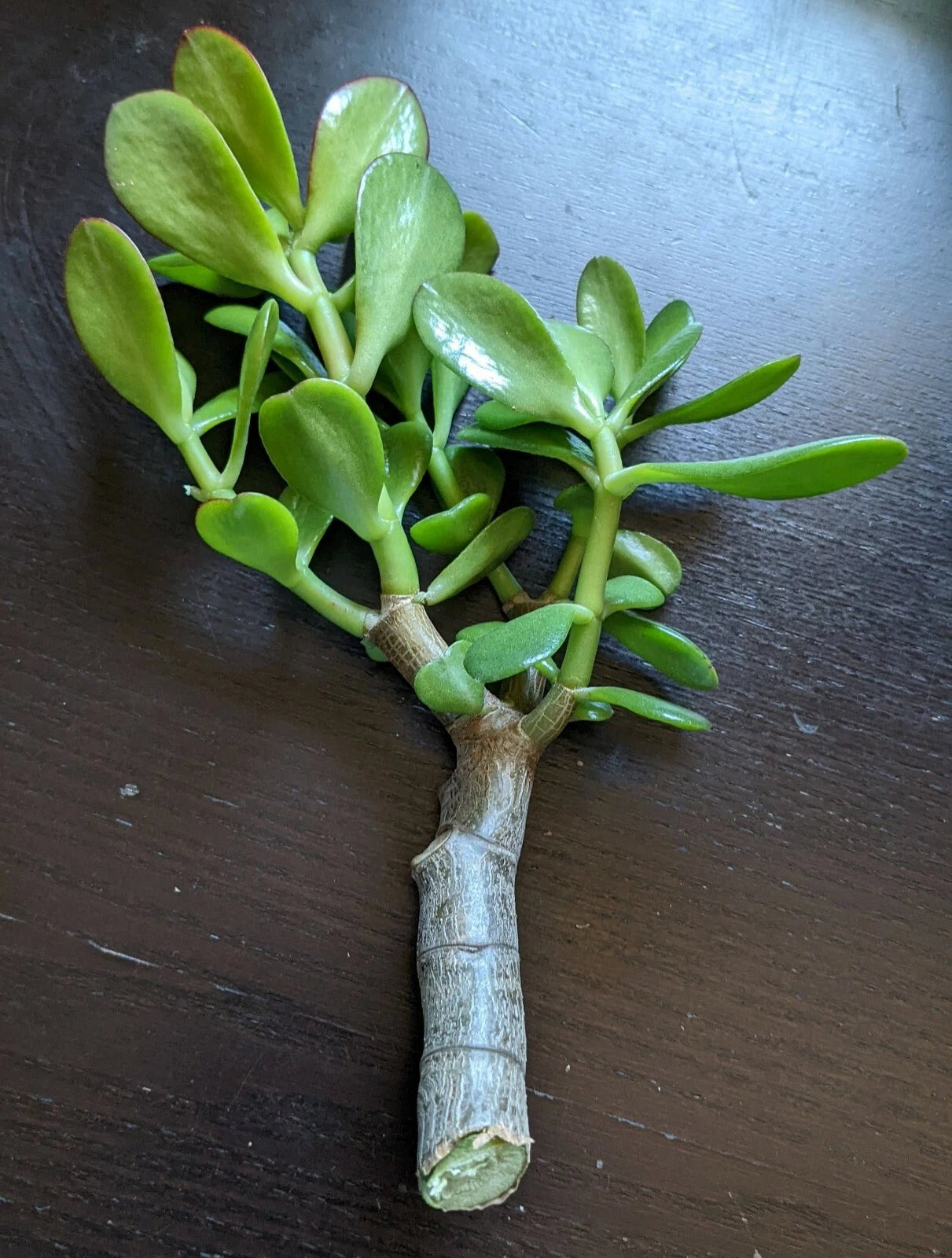 Jade Plant Cutting - Thick Succulent - Crassula ovata - 0.5-0.75 Inch Diameter