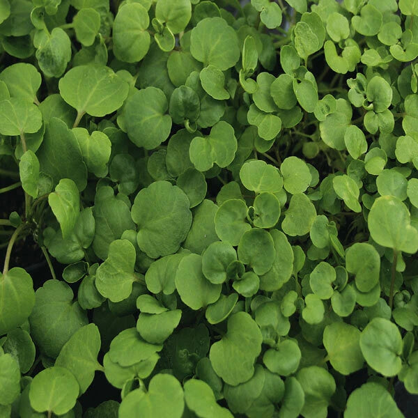 True Watercress Seeds - 1,000 Heirloom Non-GMO Seeds - Nasturtium officinale - Fresh Culinary Herb Gardening