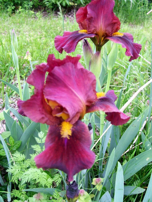 Iris Rhizomes Live Plant Set of 3 Mixed Colors - Iris spp.