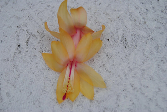 Christmas Cactus Starter Plant - Small Healthy Schlumbergera Truncata - Well Rooted Cebeline Variety