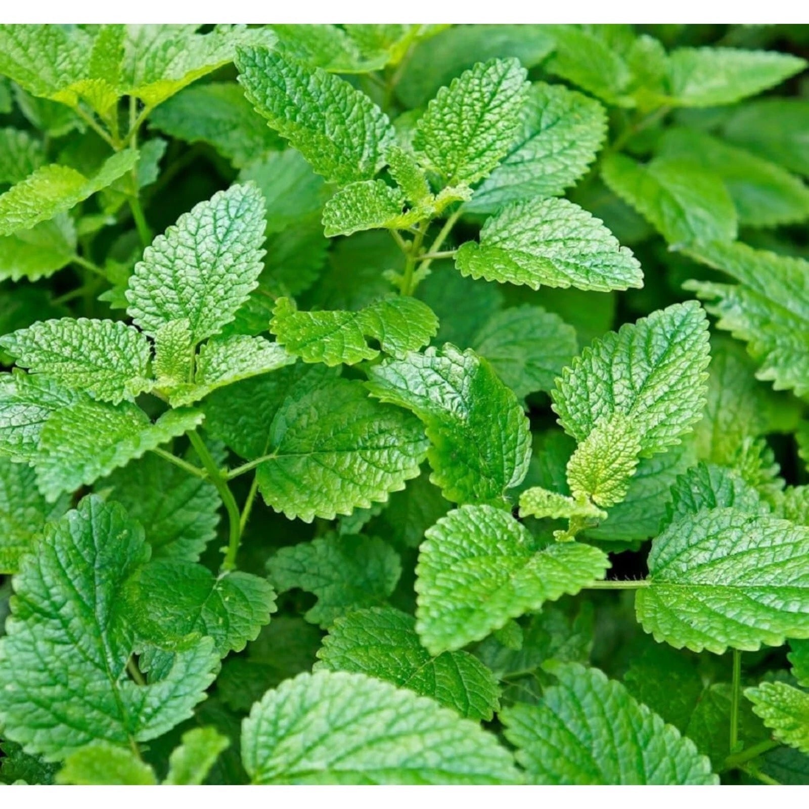 1000pcs Mint Seeds - Non-GMO Heirloom Herb Seeds for Planting - Perfect for Herbal Tea Gardens - Mentha