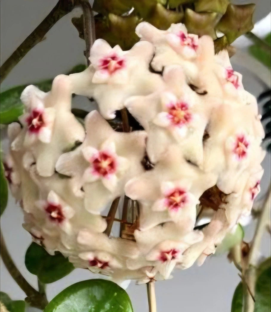 Hoya Mathilde Splash Live Plant | Well-Rooted Wax Plant Vine | 5" Tall in 4" Pot | Exotic Indoor Houseplant