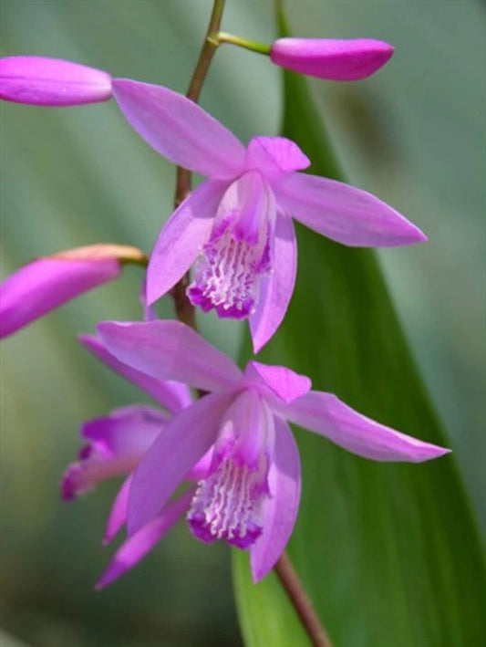 Bletilla ‘Kate’ Hardy Ground Orchid Live Starter Plant - Perennial Orchid for Garden - Free Shipping