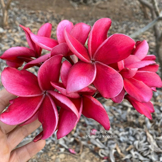 5 Bright Pink Plumeria Seeds - Hawaiian Flower Lei Perennial Bloom (Plumeria spp.)
