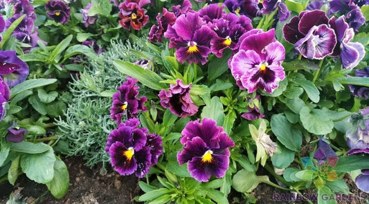 Burgundy Pansy Seeds - 200+ Flirty Skirts (Viola) for Garden Planting - Free Shipping Available