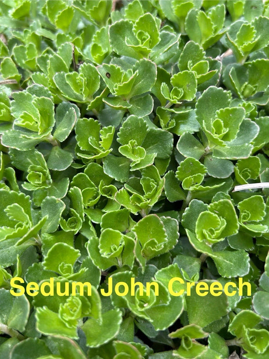 20 Live Sedum John Creech Ground Cover Plants, 2-4 Inches Tall, Hardy Perennial Succulents, Sedum spurium