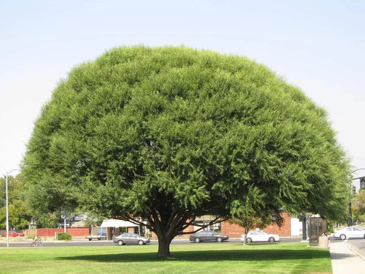Globe Willow Tree Cutting - 1 Cutting - Beautiful Shade & Privacy Tree - Salix matsudana 'Tortuosa'