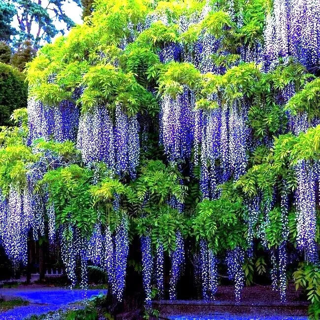 Chinese Blue Wisteria Seeds - 10 Pack - Hardy Flowering Vine - Wisteria sinensis for Bonsai and Garden