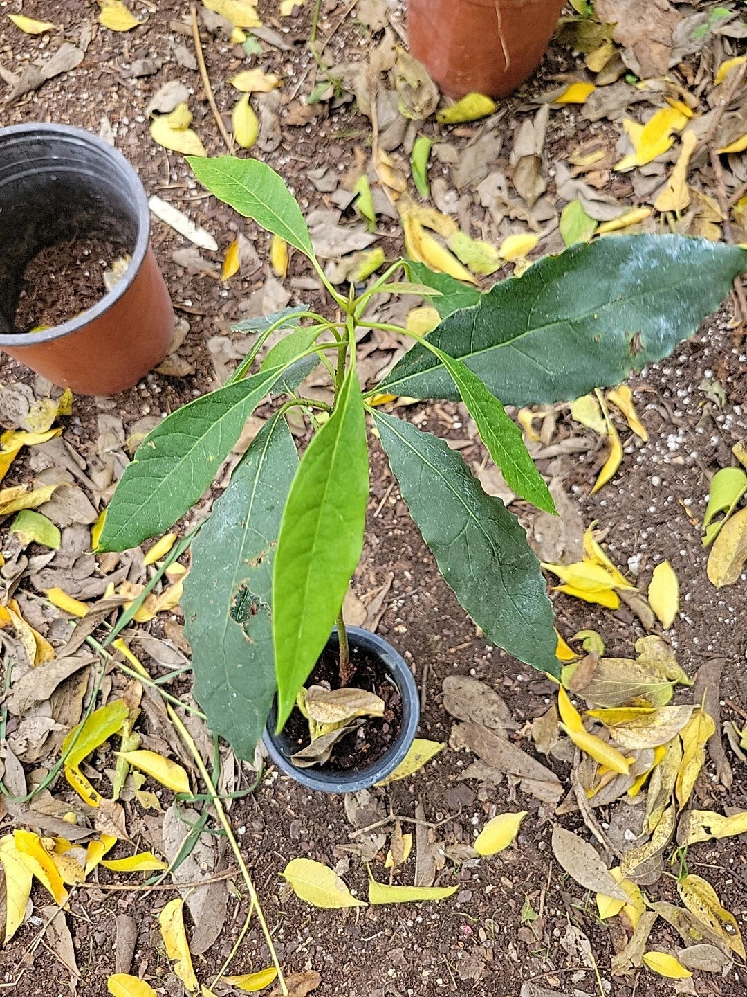 Dwarf Cold Hardy Avozilla Avocado Tree - 3 Gallon - Delicious Flavor, Persea americana