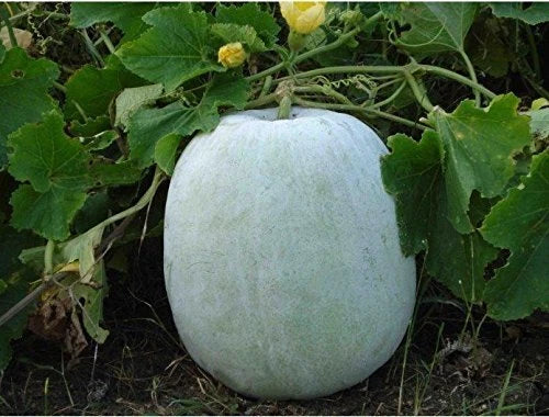 Ash Gourd Seeds, 10+ Pack, White Wax Winter Melon, Benincasa hispida, Heirloom Vegetable Garden Seeds