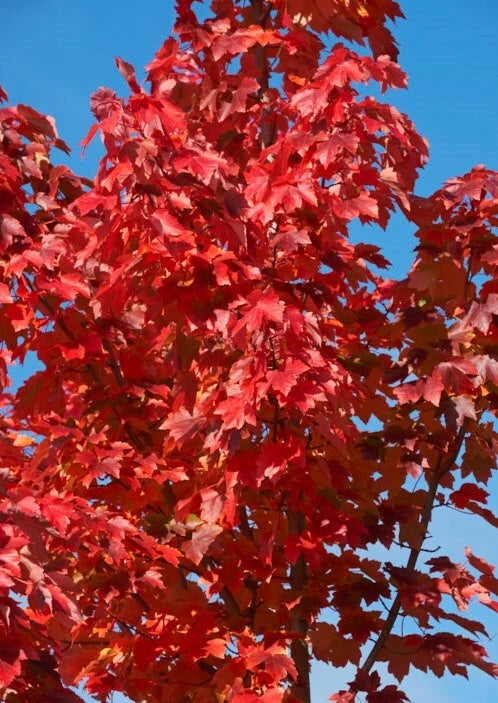 American Red Maple Tree 2' Sapling Live Plant Acer Rubrum Ornamental Shade Tree Vibrant Fall Colors