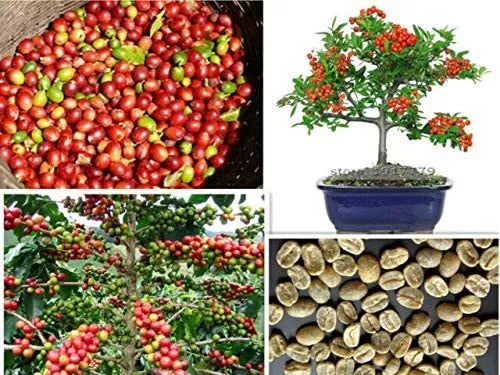 Arabica Coffee Bonsai Tree Seeds - 5 Pack for Growing Exotic Indoor Bonsai (Coffea arabica)