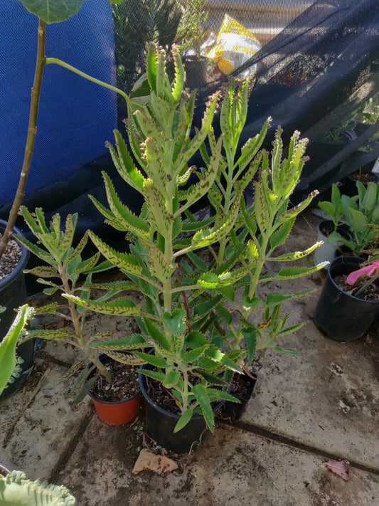 15 Organic Kalanchoe Aranto Plants - Mother of Thousands, Mala Madre, Madre de Miles - Ideal for Indoor Gardens, Succulent Collection