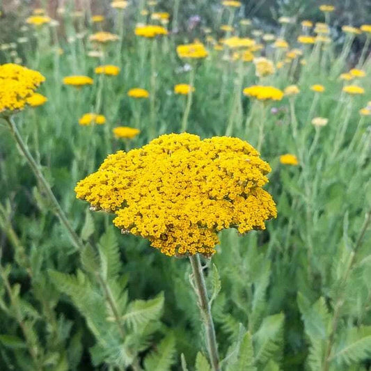 Gold Yarrow Seeds - Easy Grow Perennial for Butterflies & Hummingbirds (Achillea millefolium) - Free Shipping