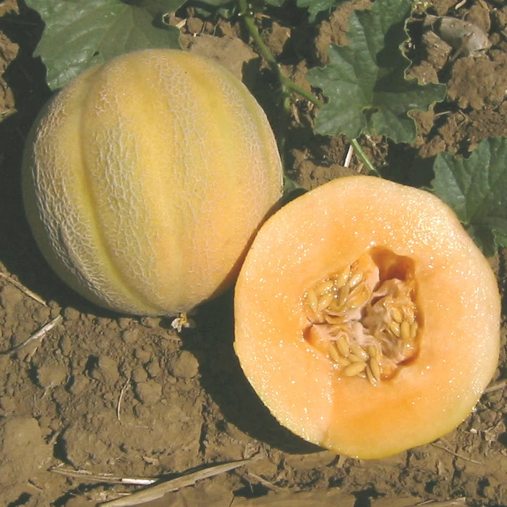 Cantaloupe Seeds - Minnesota Midget Variety - Fresh Cantaloupe Seed - Cucumis melo