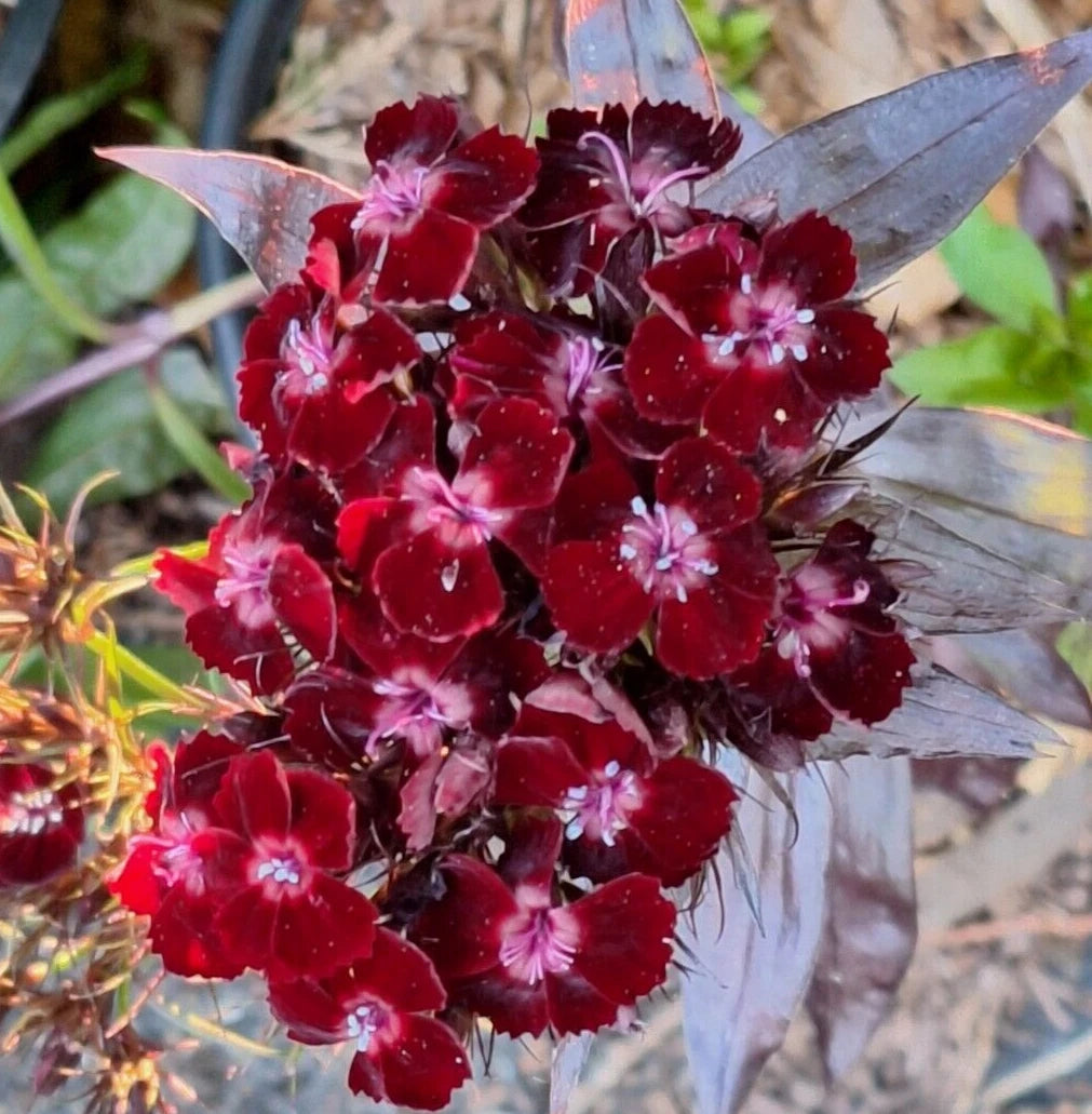 Sweet William Seeds 100 Count, Black Adder Variety, Maroon Leaves, Dianthus, Pinks