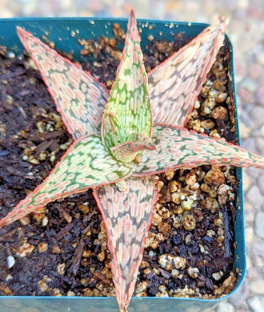 Aloe Potted Plant - 4" Diameter - Pink Blush Variety - Aloe Hybrid