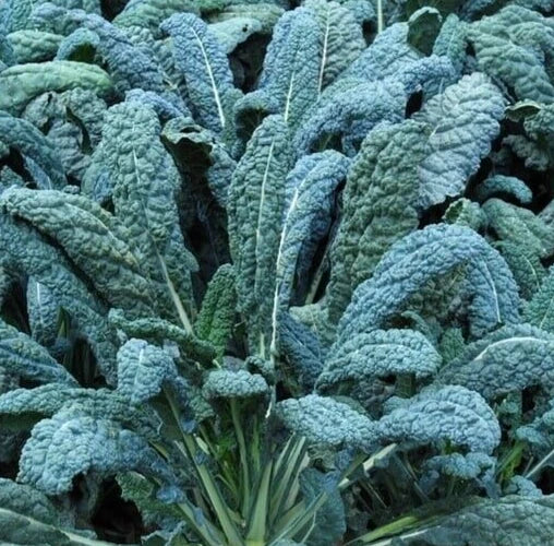 Lacinato Kale Seeds 600+ Dinosaur Kale Non-GMO Cool Weather Vegetable Garden - Brassica oleracea var. sabellica