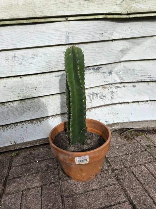Cereus Peruvianus Cactus Cutting 12" Green Top Cut Indoor Outdoor Plant