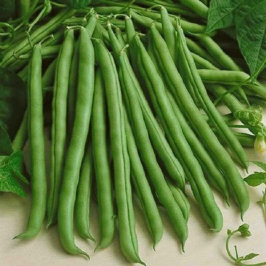 Kentucky Wonder Green Bean Seeds - 30+ Count - Heirloom Pole Bean - Ideal for 2025 Planting