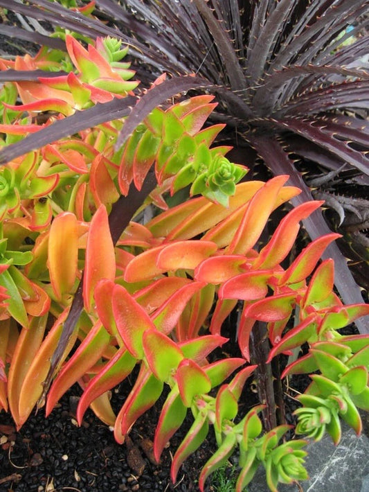 Campfire Succulent Cuttings - 3 Pieces - Crassula perfoliata var. falcata - Vibrant Green & Red Foliage