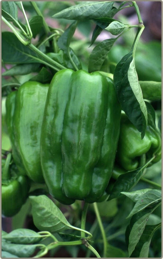 Big Bertha Sweet Pepper Seeds - 25+ Non-GMO Heirloom Seeds - Capsicum annuum