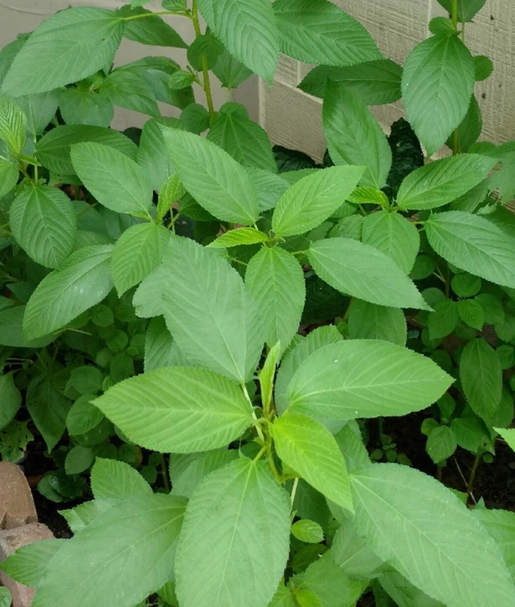 500+ Seeds Egyptian Spinach, Saluyot, Jute Green, Non-GMO Heirloom - Ideal for Gardens and Organic Farming