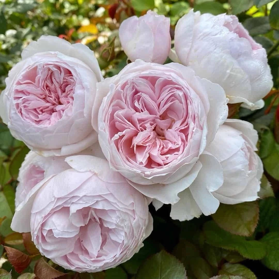 Earth Angel Rose Floribunda Plant Cuttings - 6" Long, Unrooted - 3 Fresh Cuttings, Rosa 'Earth Angel'