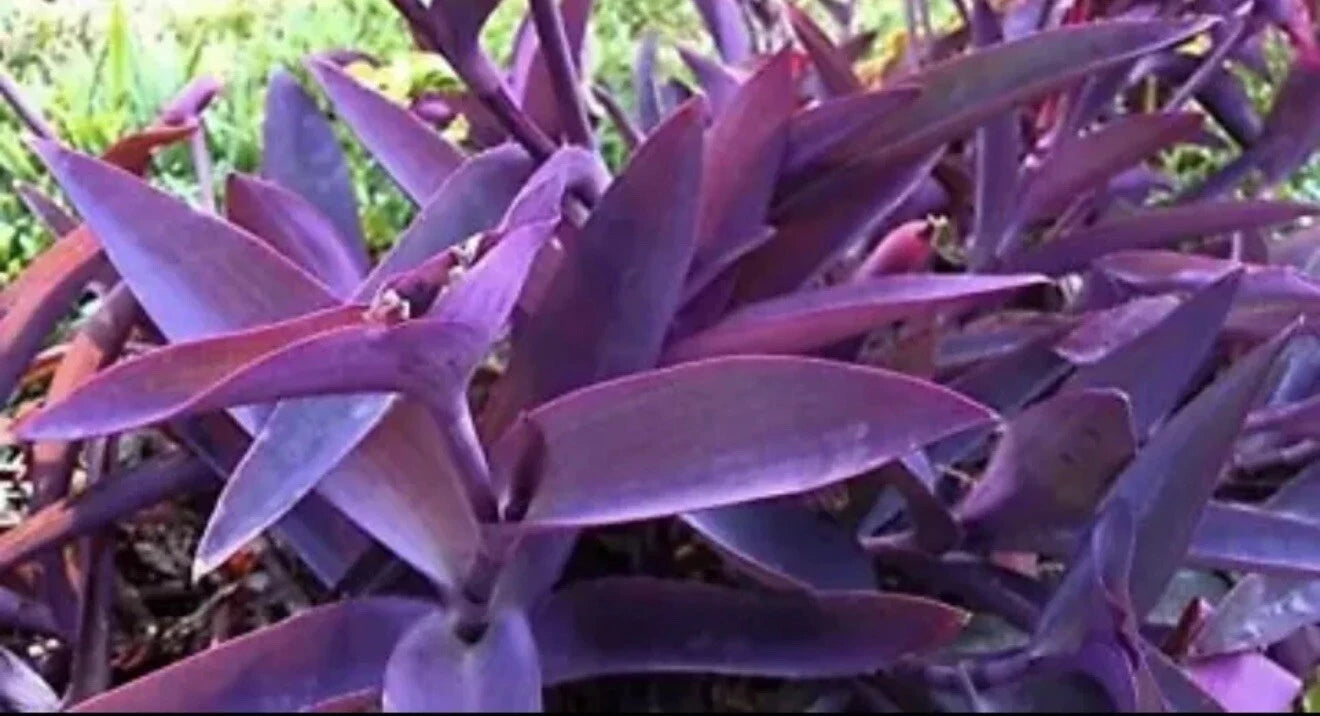 12 Pcs Live Purple Heart Plant Cuttings - Tradescantia pallida - Easy Care Indoor/Outdoor Houseplants