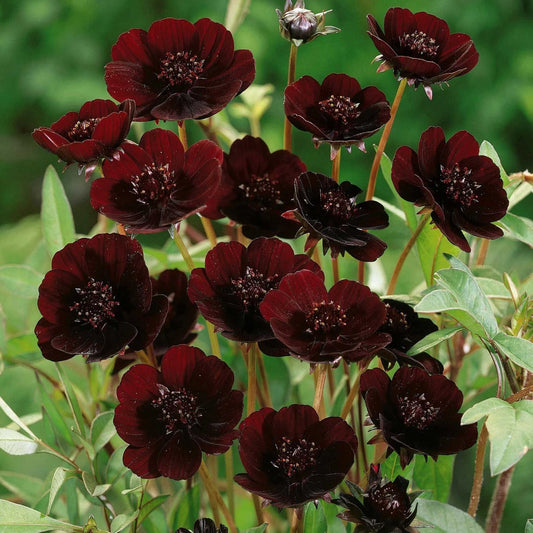 Chocolate Cosmos Seeds - 200+ Pack for Garden Planting - Dark Brown Flowers - Cosmos atrosanguineus